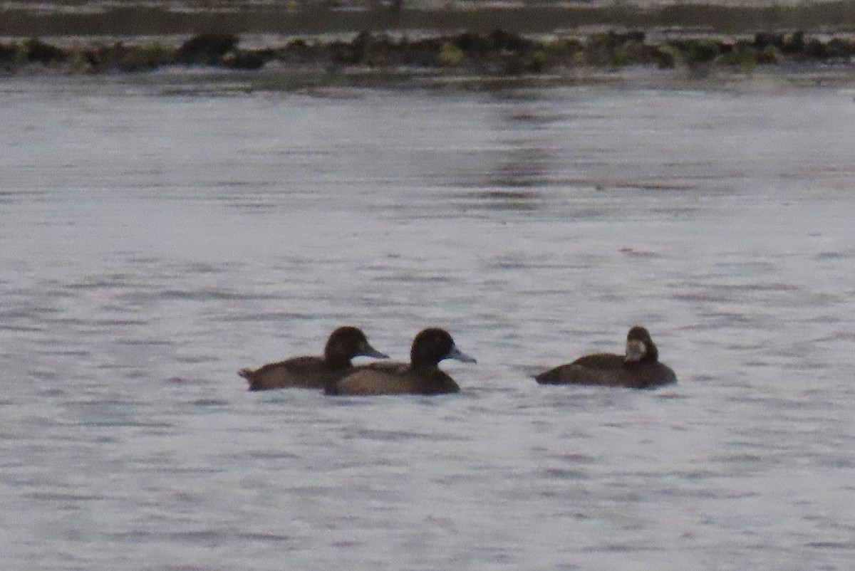 Greater Scaup - ML646283586
