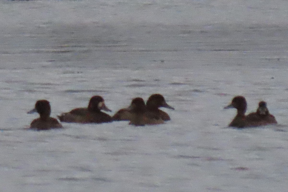 Greater Scaup - ML646283587