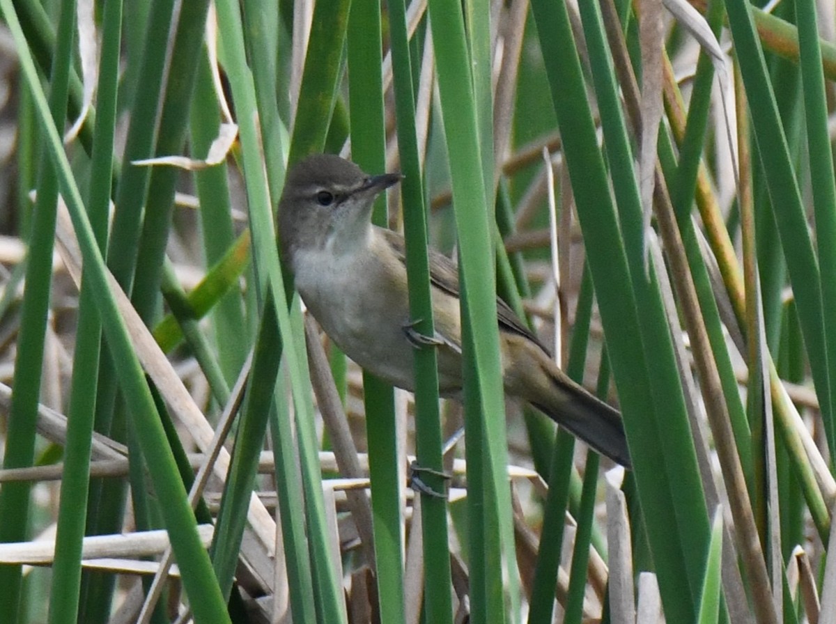 קנית אפריקנית - ML646283588