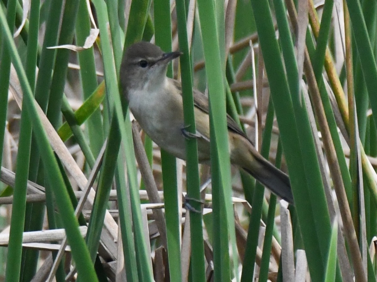 קנית אפריקנית - ML646283590