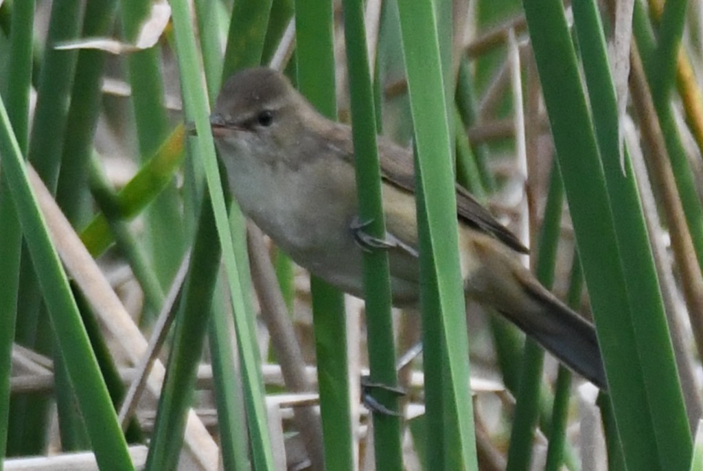 קנית אפריקנית - ML646283593