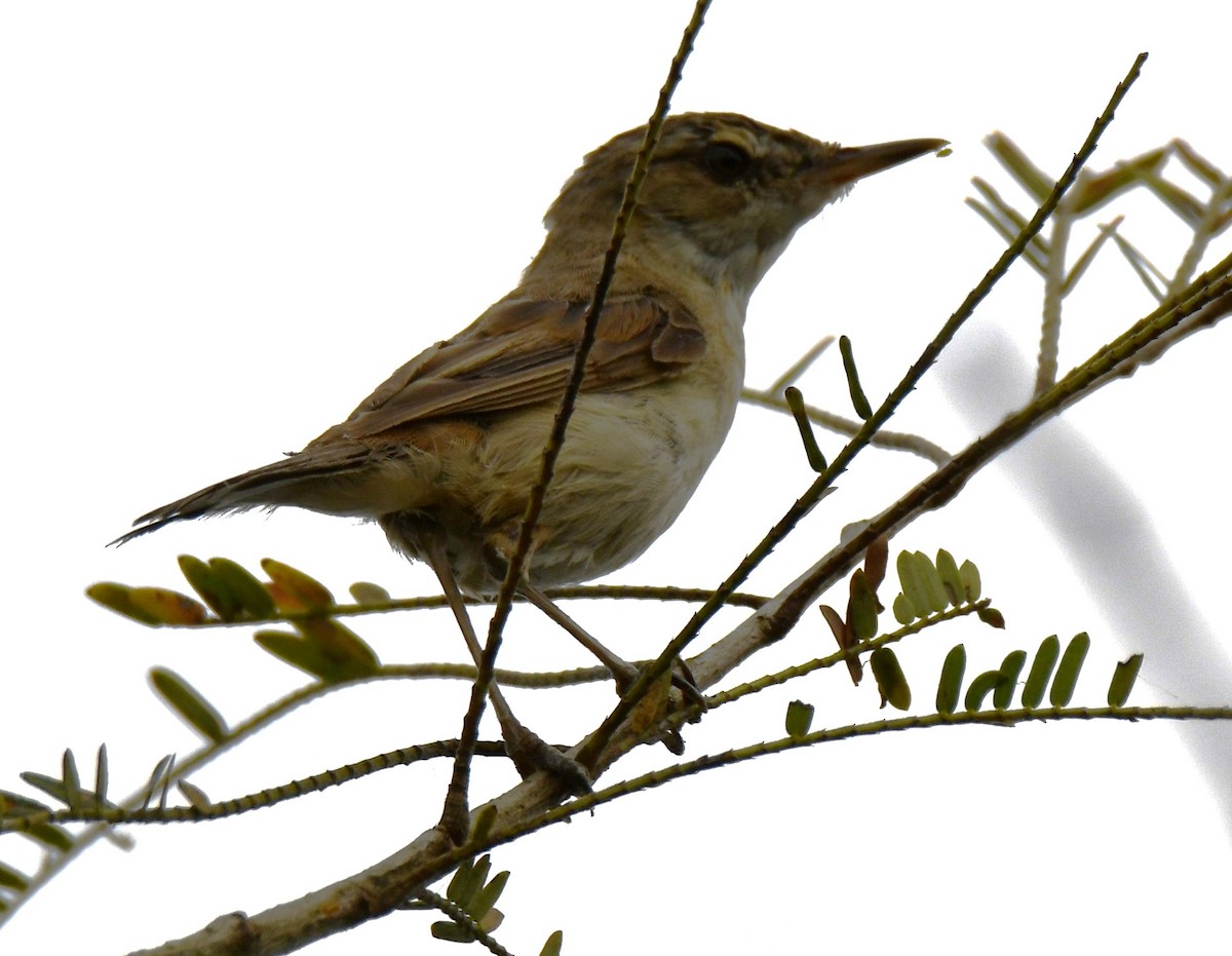 קנית אפריקנית - ML646283594