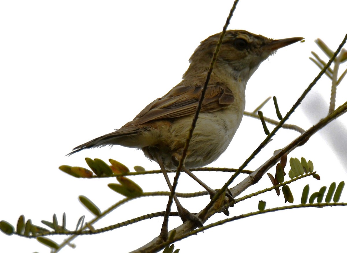קנית אפריקנית - ML646283596