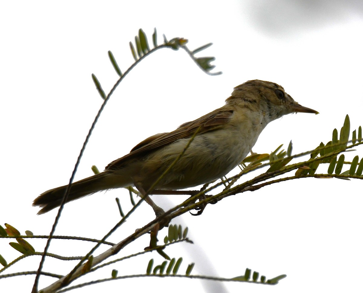 קנית אפריקנית - ML646283597