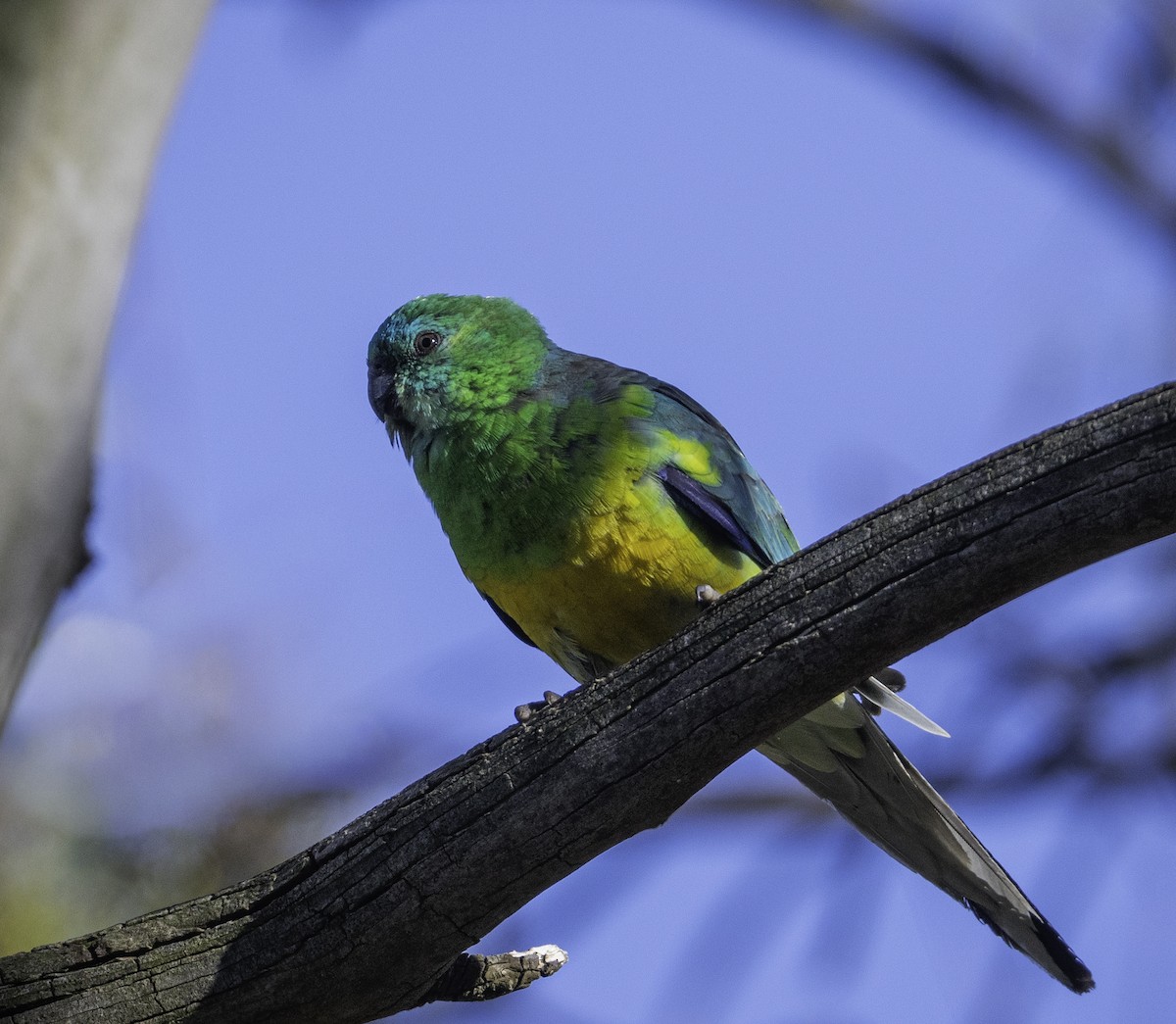 rosela zpěvavá - ML646283600