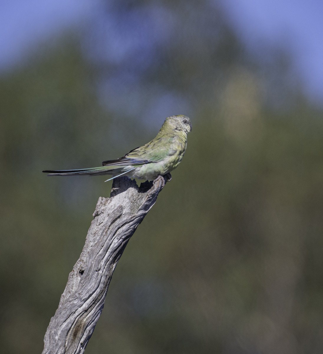 rosela zpěvavá - ML646283602