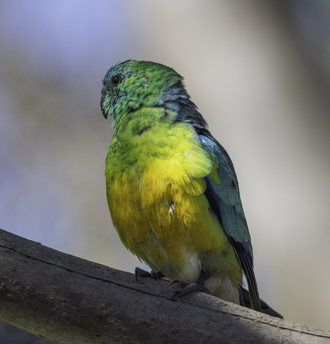 rosela zpěvavá - ML646283603