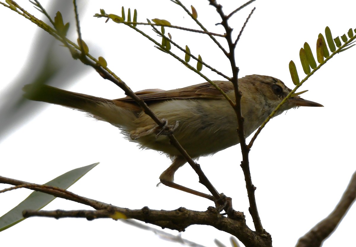 קנית אפריקנית - ML646283604