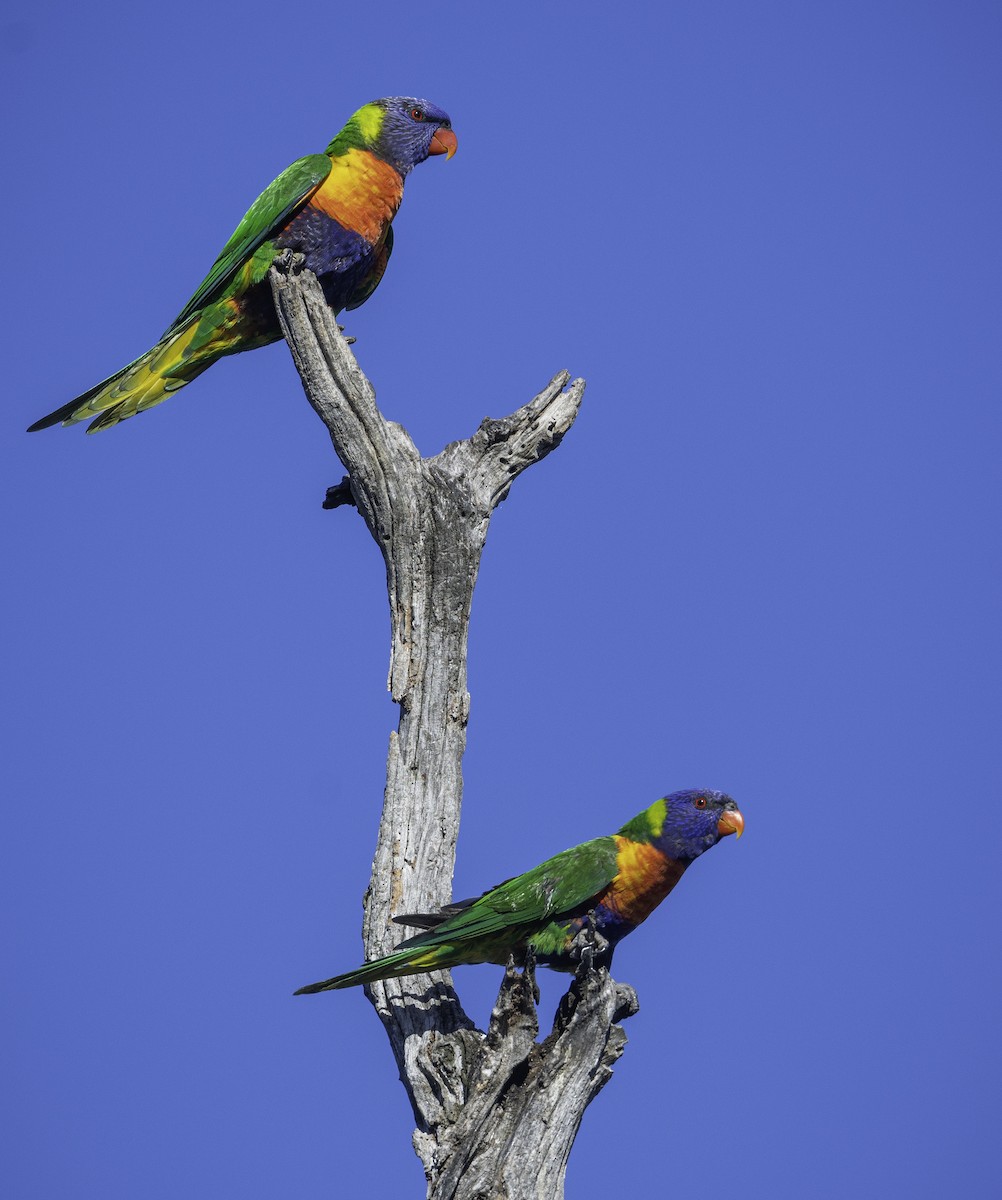 lori duhový - ML646283608