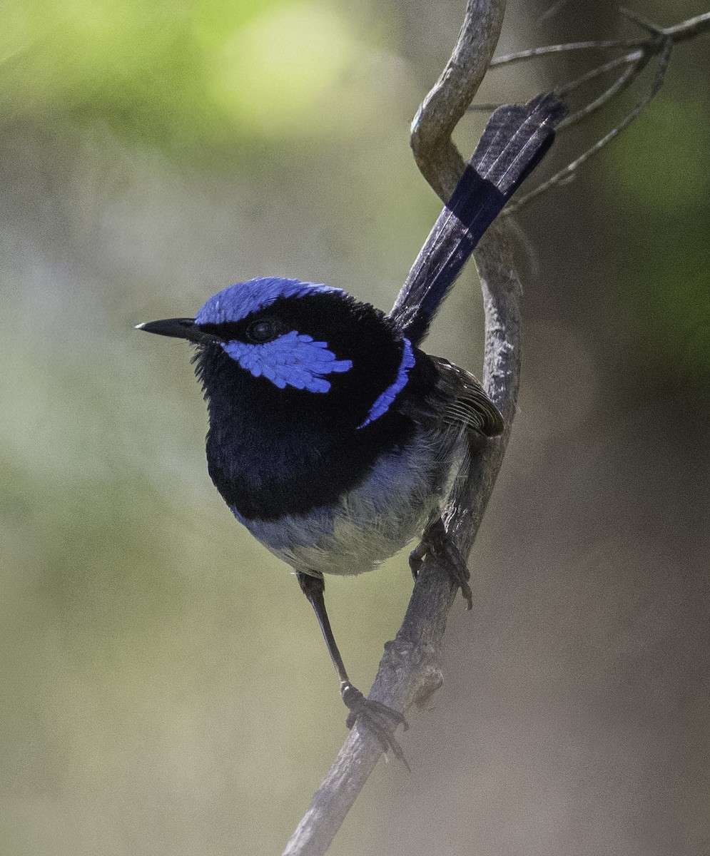 modropláštník nádherný - ML646283613