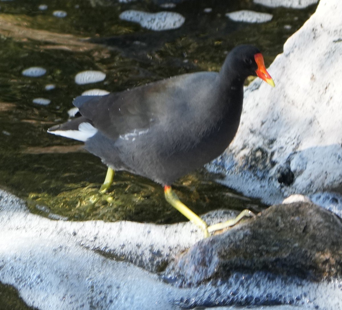 Amerika Sutavuğu - ML646283618