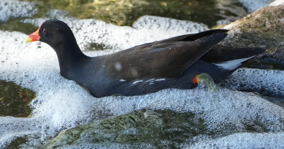 Amerika Sutavuğu - ML646283619