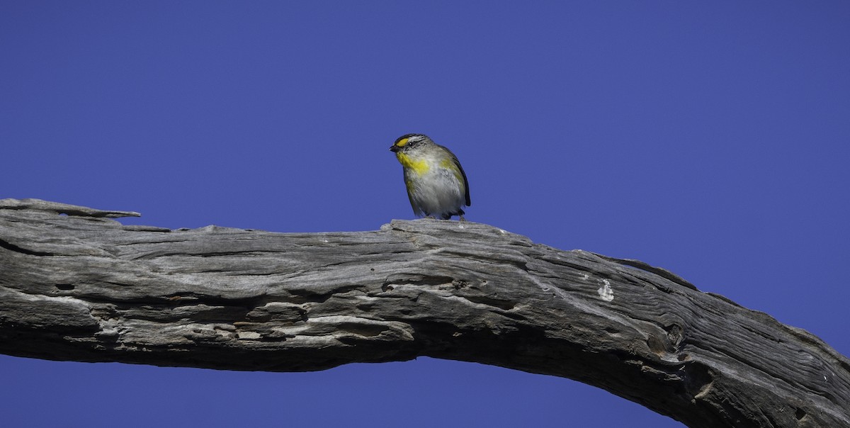 pardalot australský - ML646283620