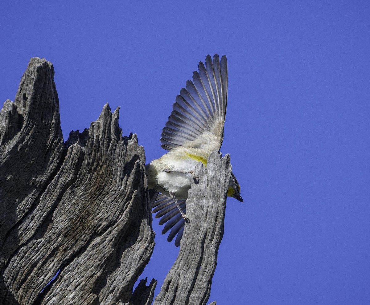 pardalot australský - ML646283621