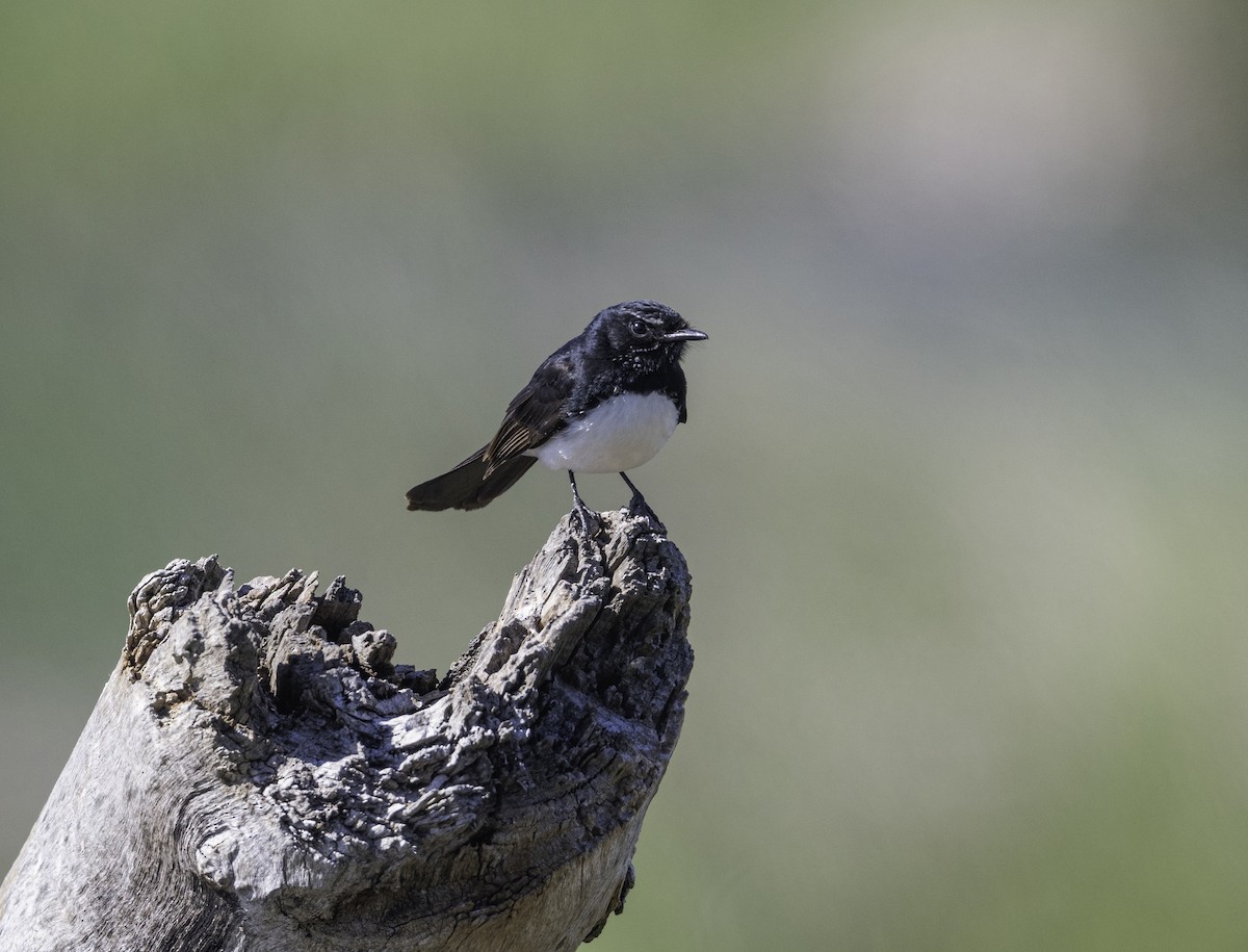 Willie-wagtail - ML646283624