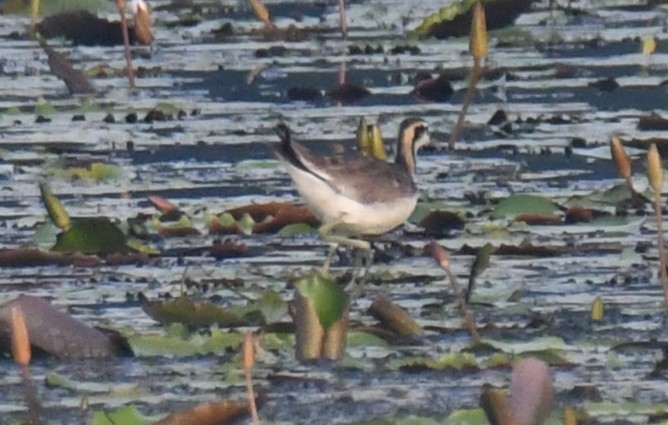 Фазанохвостая якана - ML646283625