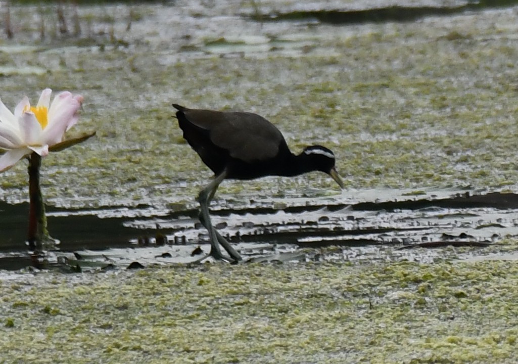 Bronze-winged Jacana - ML646283627