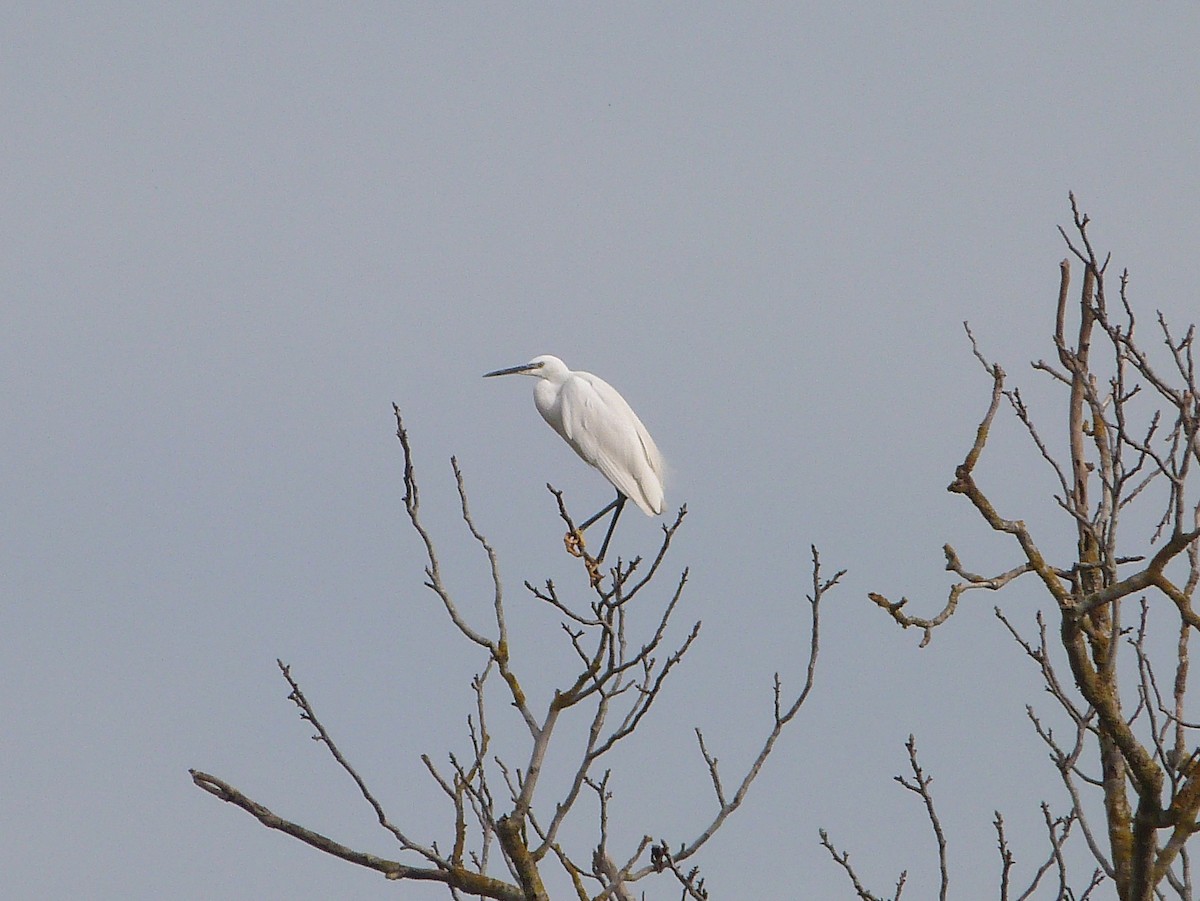 Little Egret - ML646283628