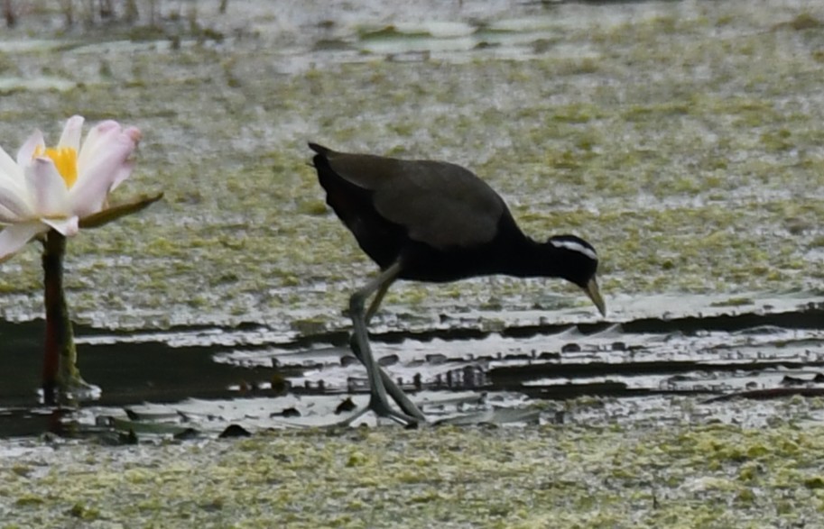 Bronze-winged Jacana - ML646283629