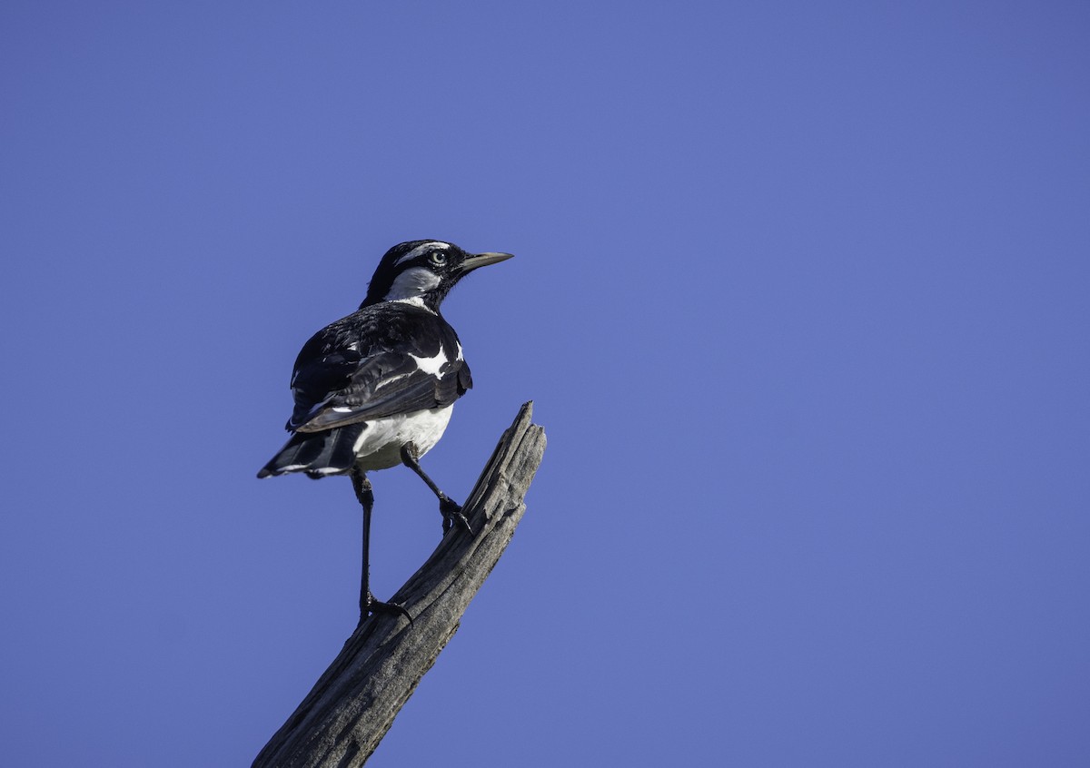 Magpie-lark - ML646283630