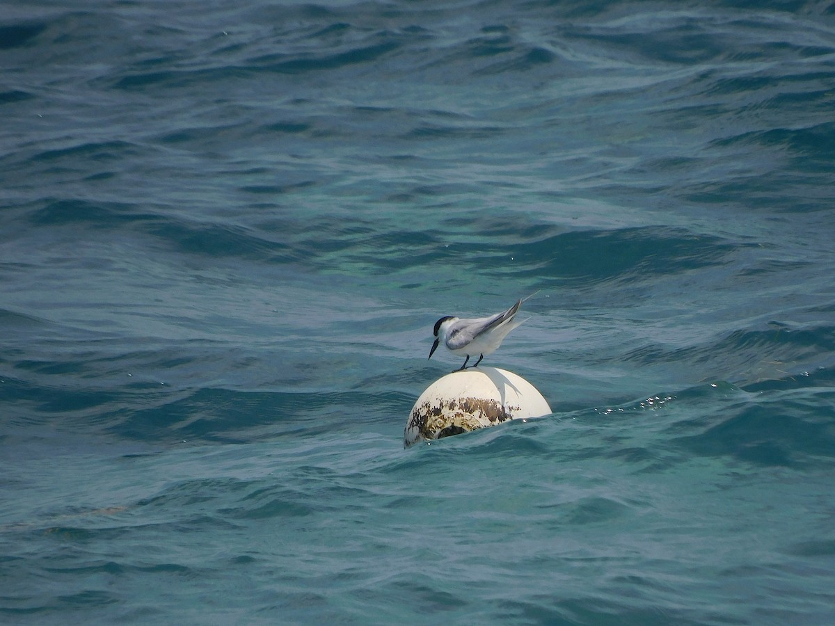 Little Tern - ML646283631