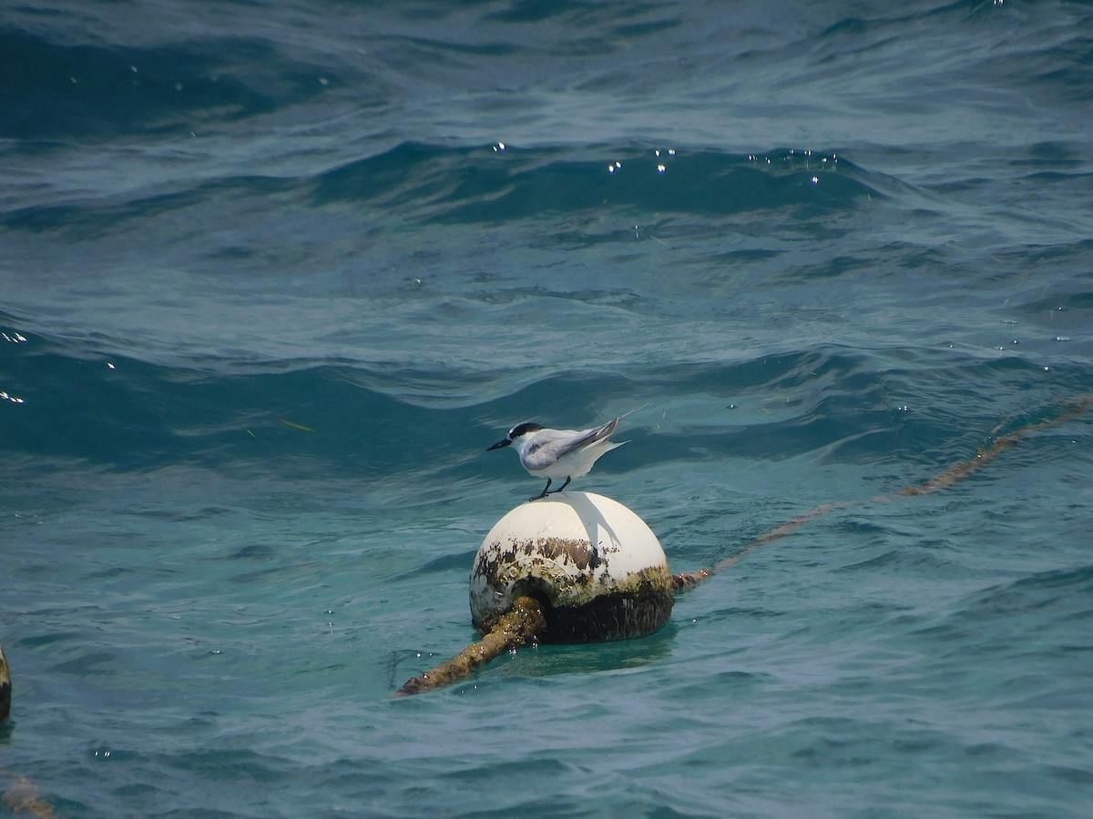 Little Tern - ML646283632