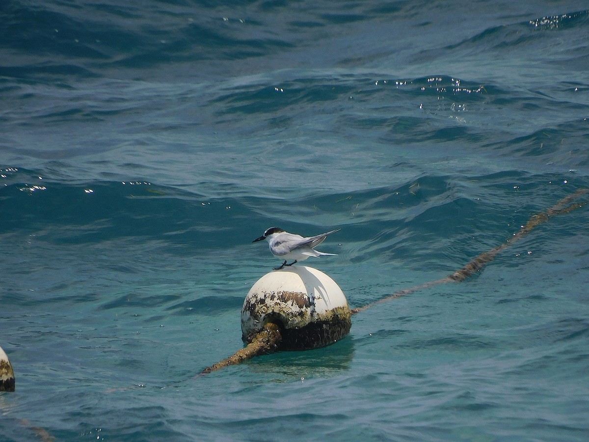 Little Tern - ML646283633
