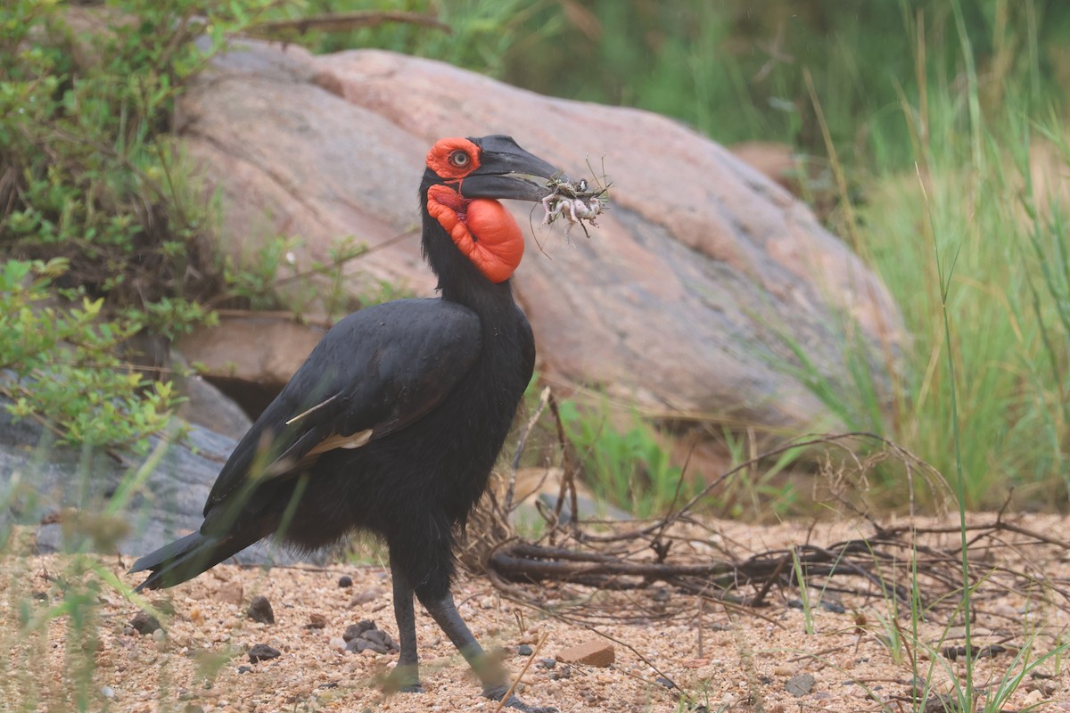 Southern Ground-Hornbill - ML646283634