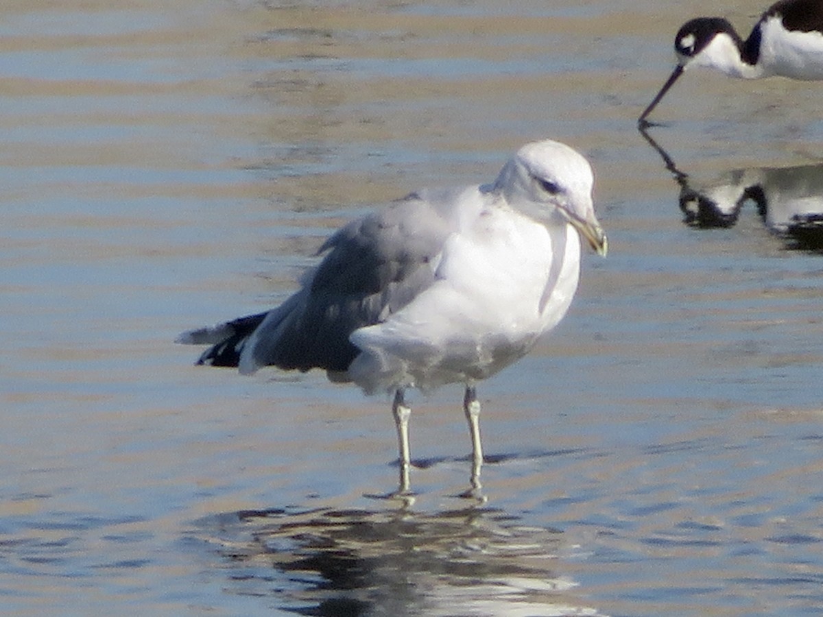California Gull - ML646283636