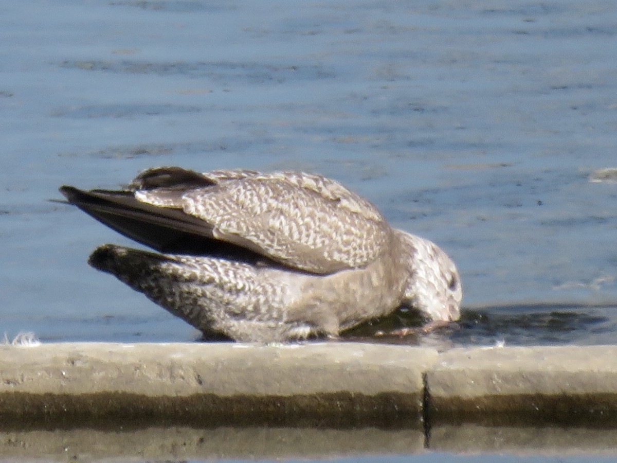 American Herring Gull - ML646283638