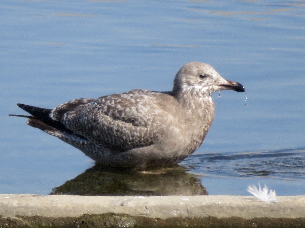 American Herring Gull - ML646283639