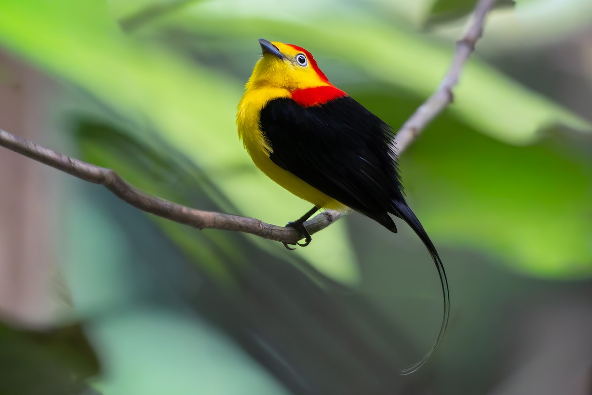 Wire-tailed Manakin - ML646283640