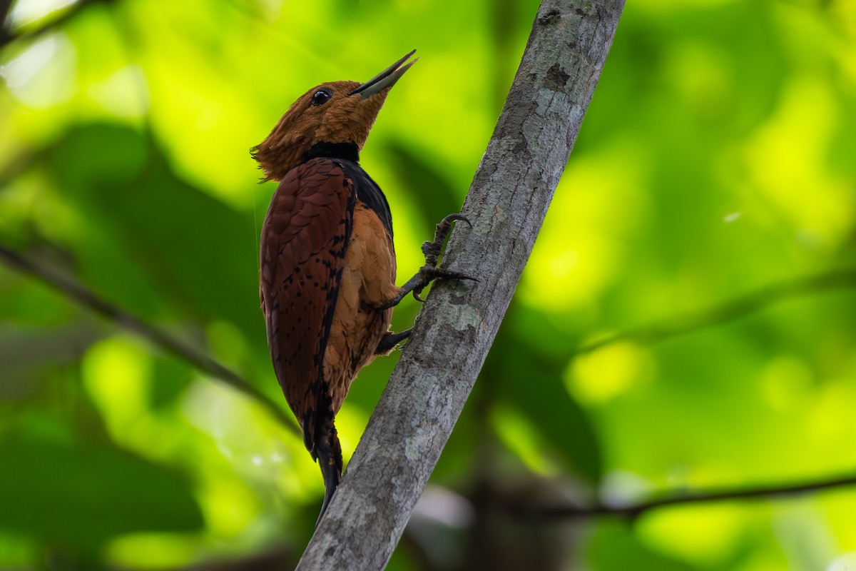 Ringed Woodpecker (Ringed) - ML646283641