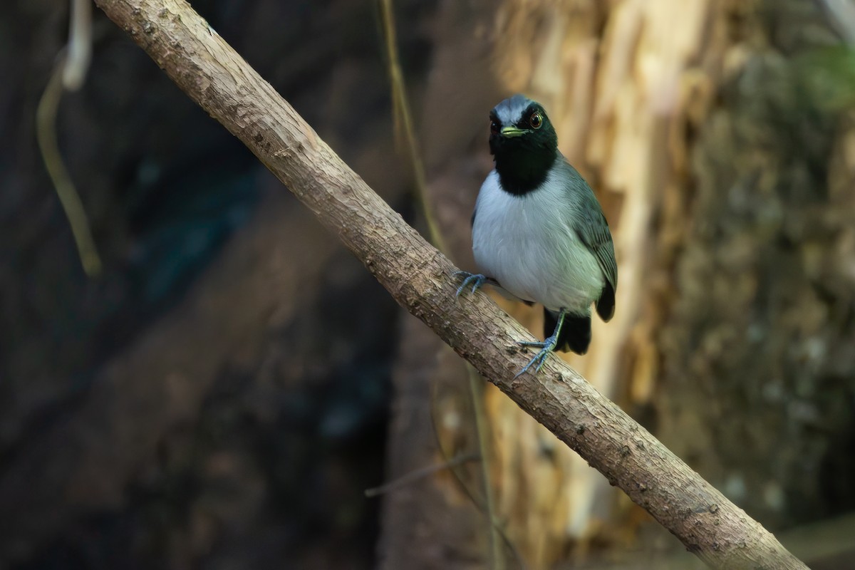 Ash-breasted Antbird - ML646283642