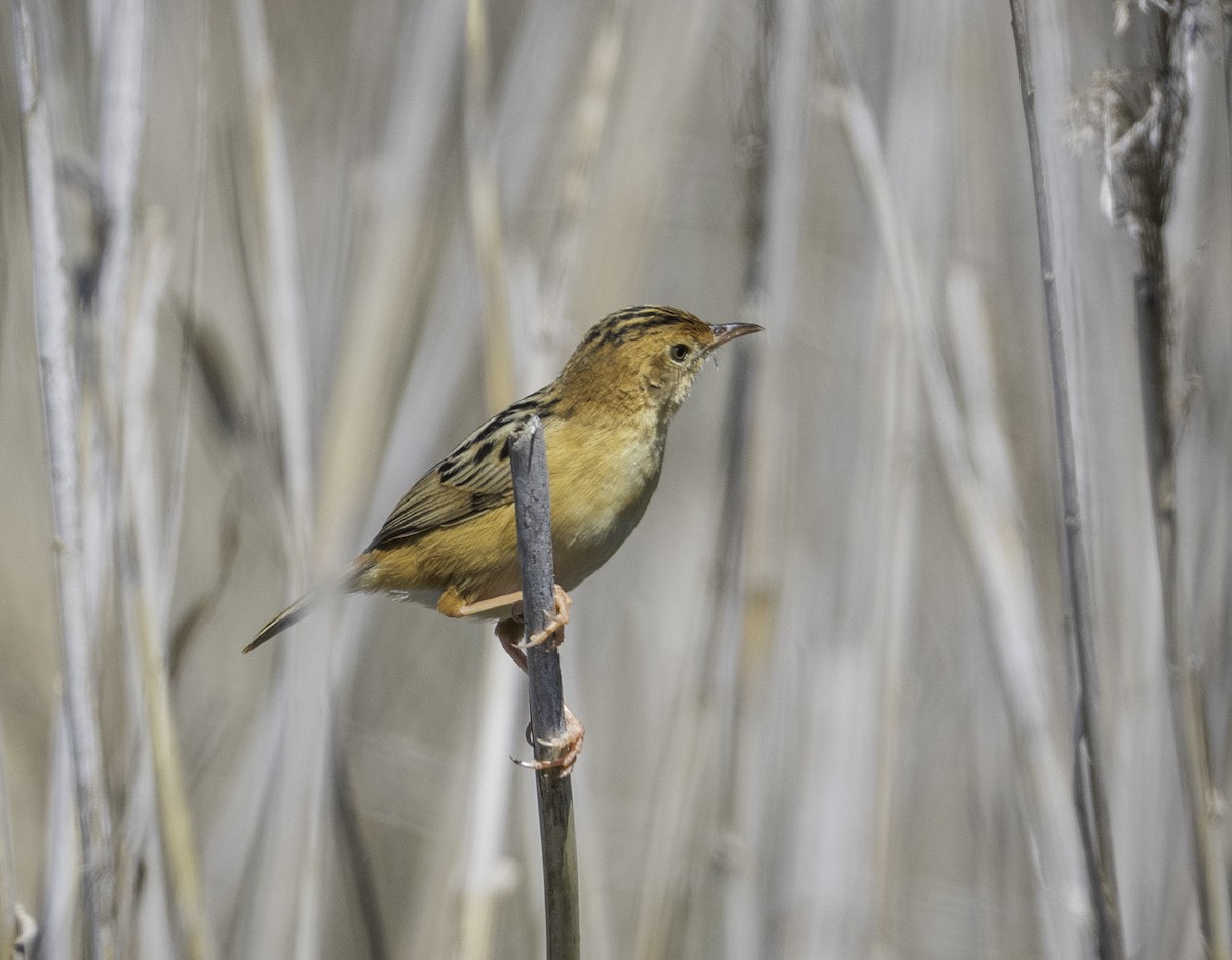 Golden-headed Cisticola - ML646283643