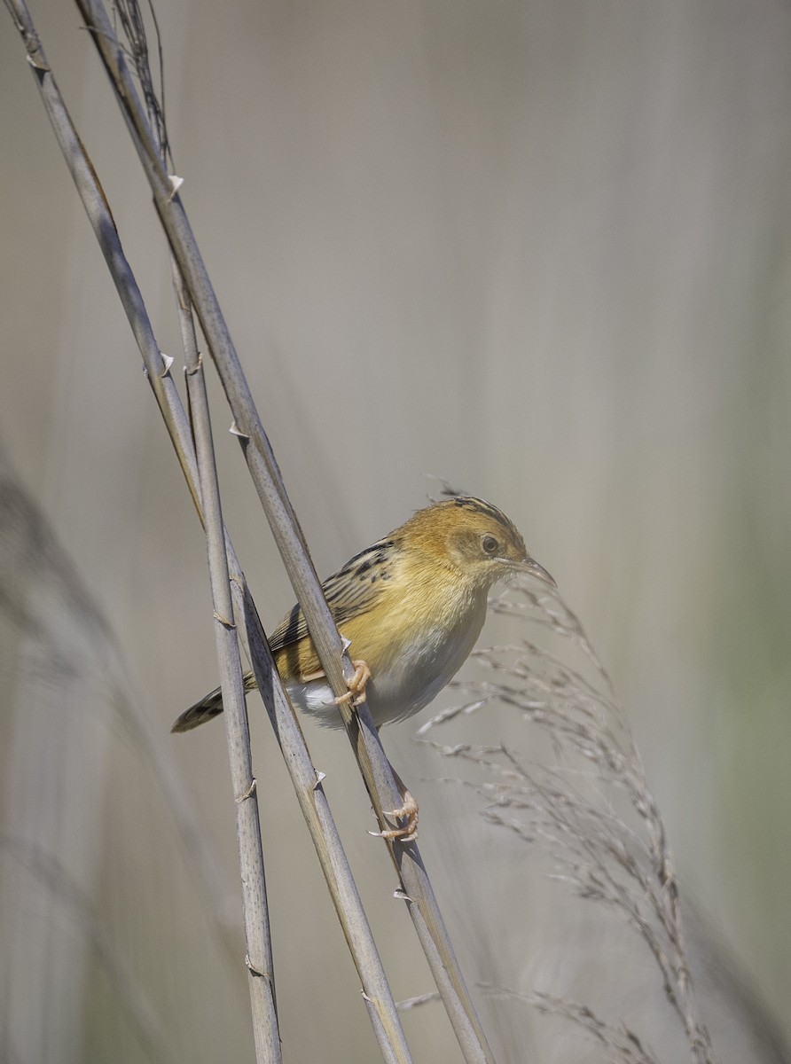 Golden-headed Cisticola - ML646283644