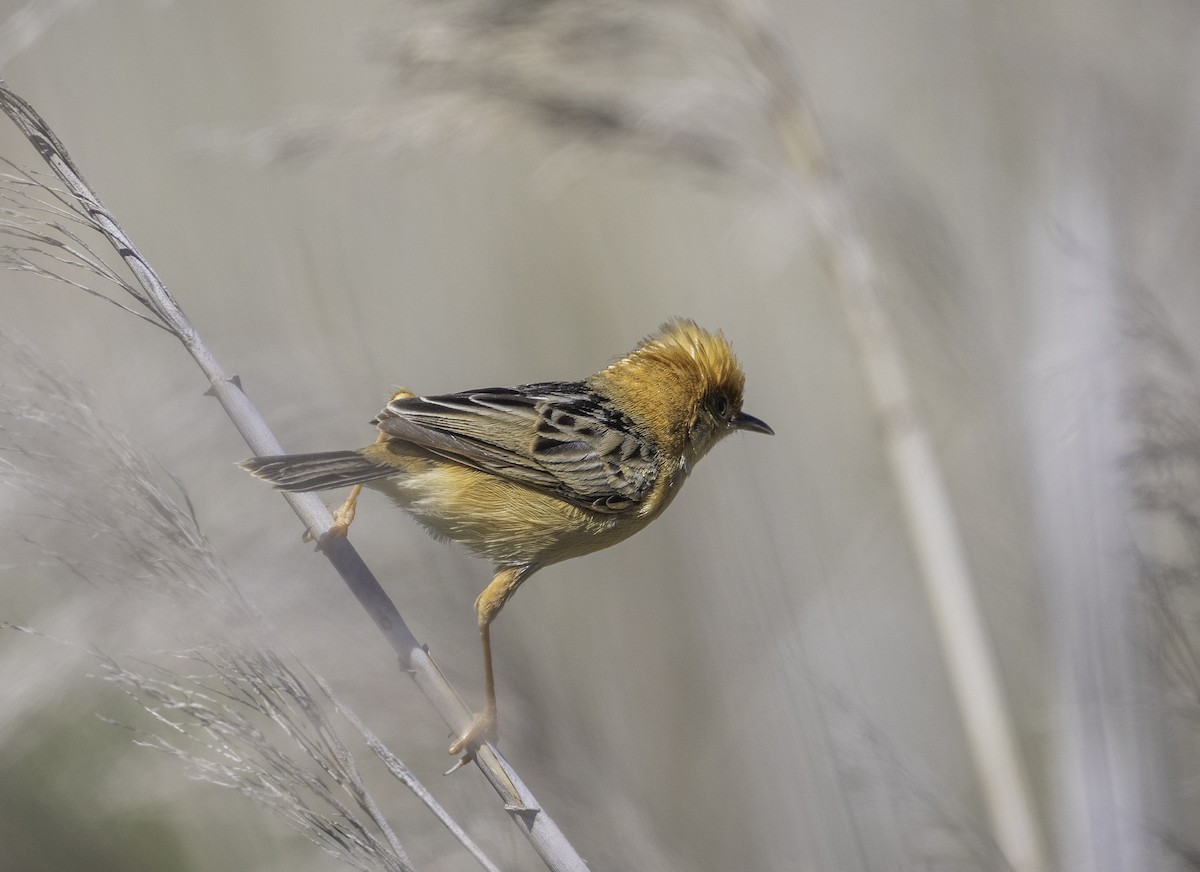 Golden-headed Cisticola - ML646283645