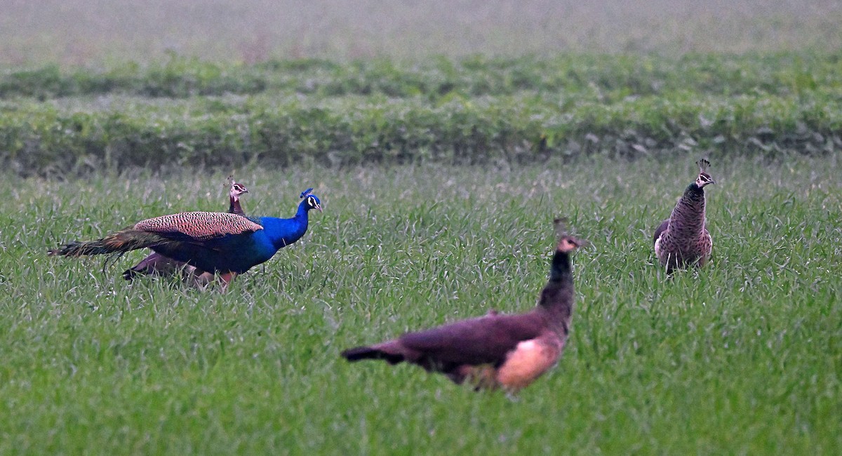 Indian Peafowl - ML646283647