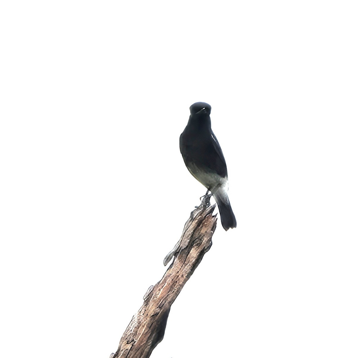 Pied Bushchat - ML646283648