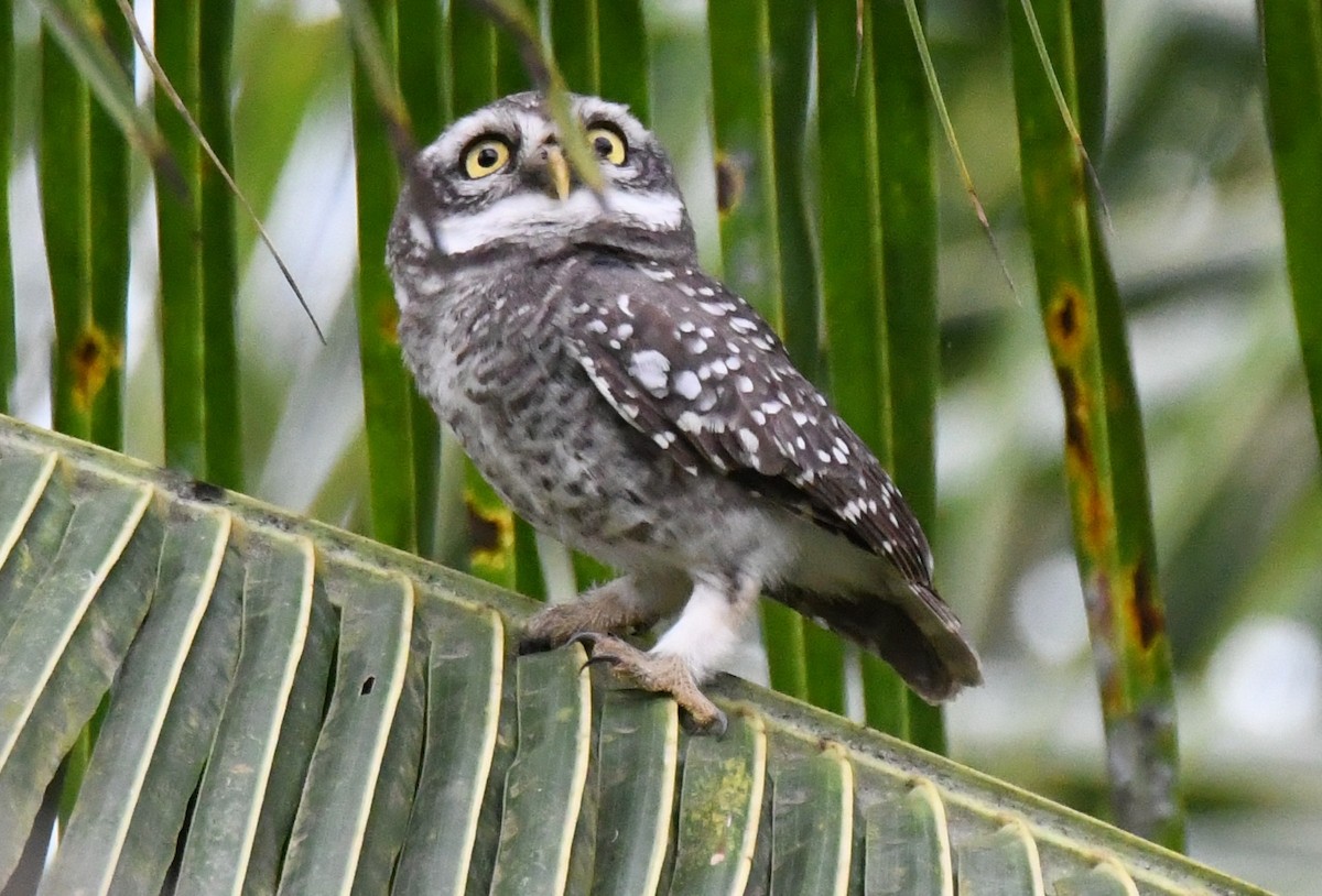 Spotted Owlet - ML646283649