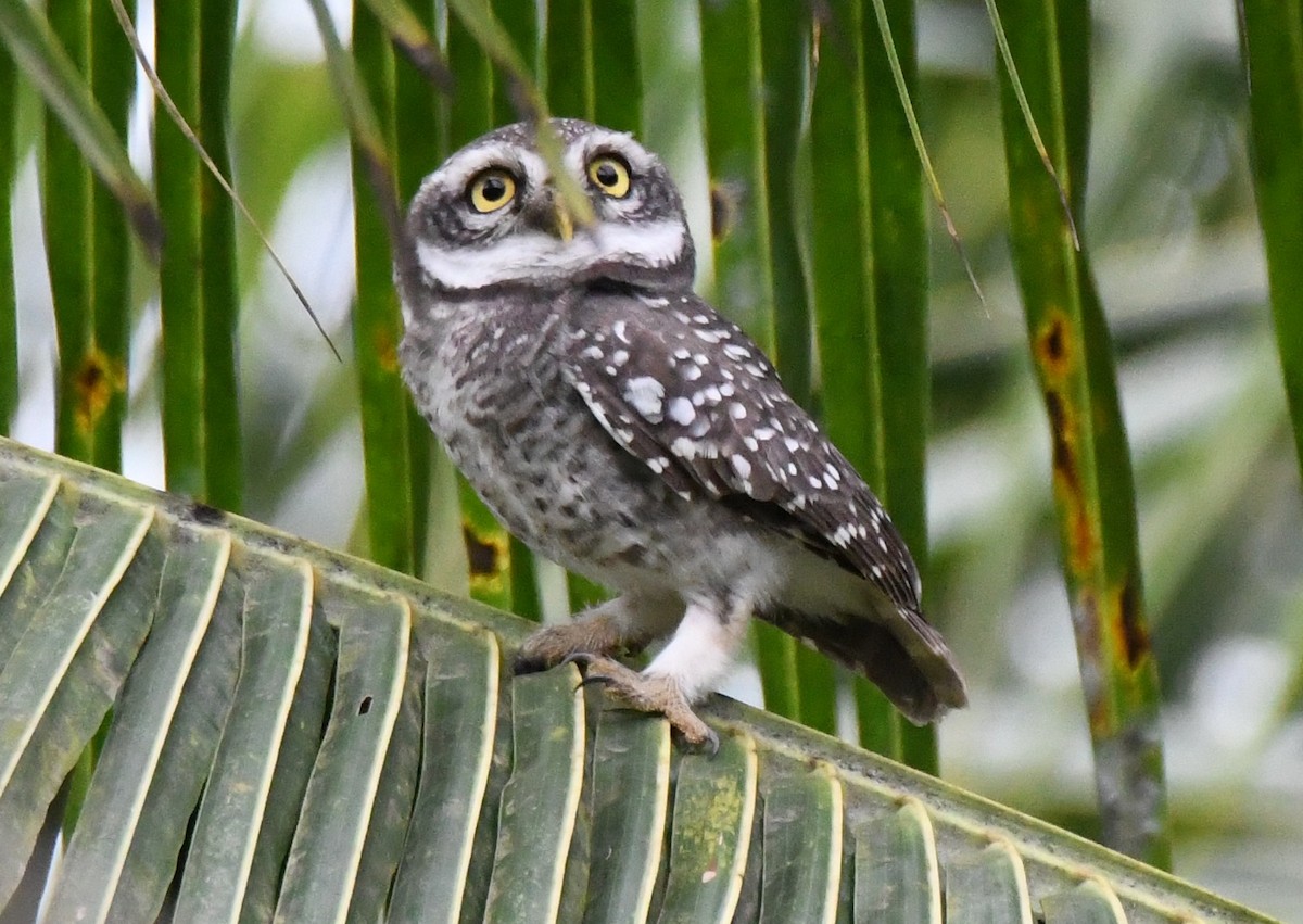 Spotted Owlet - ML646283650