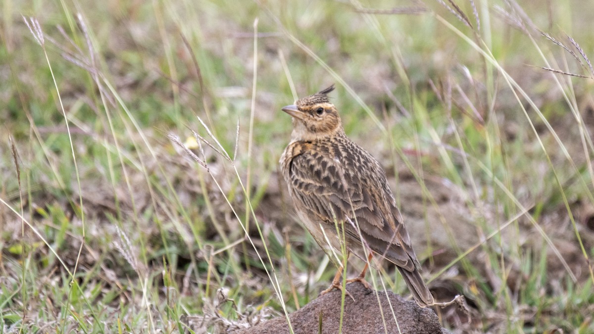 Malabar Lark - ML646283651