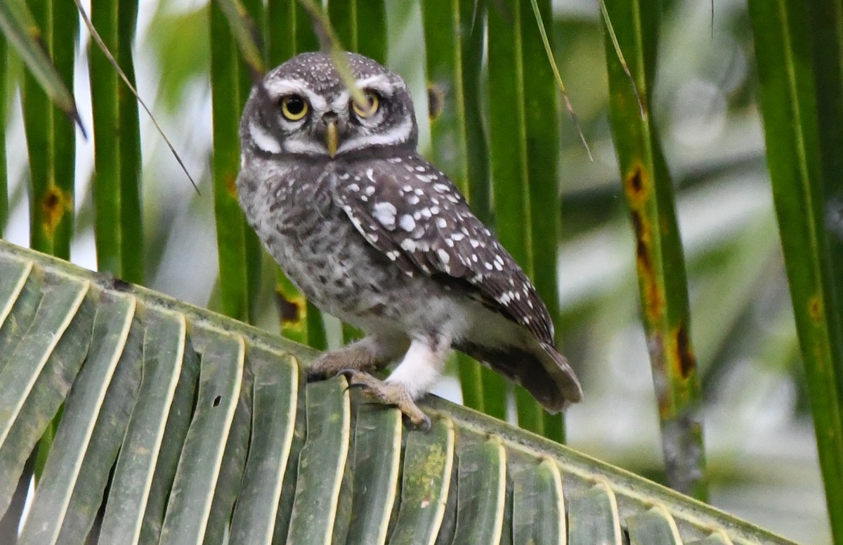 Spotted Owlet - ML646283652