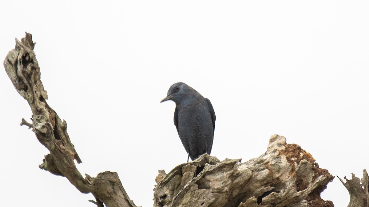 Monticole bleu - ML646283653