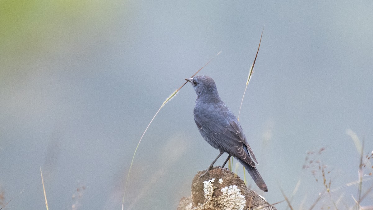 Blue Rock-Thrush - ML646283654