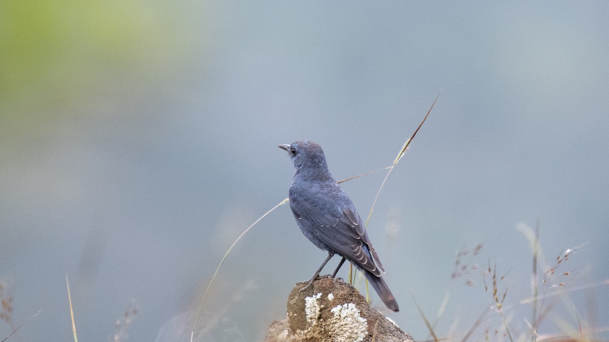 Blue Rock-Thrush - ML646283655