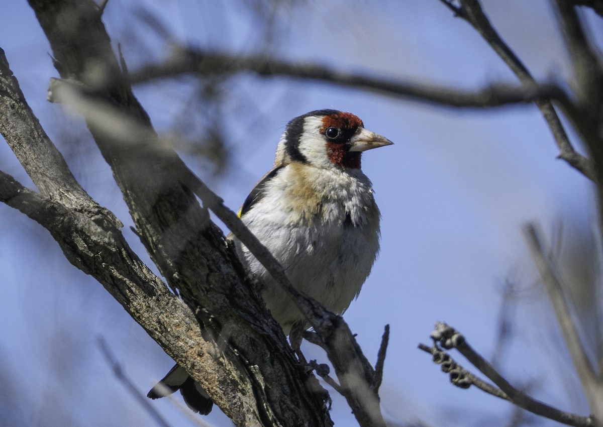 European Goldfinch - ML646283656
