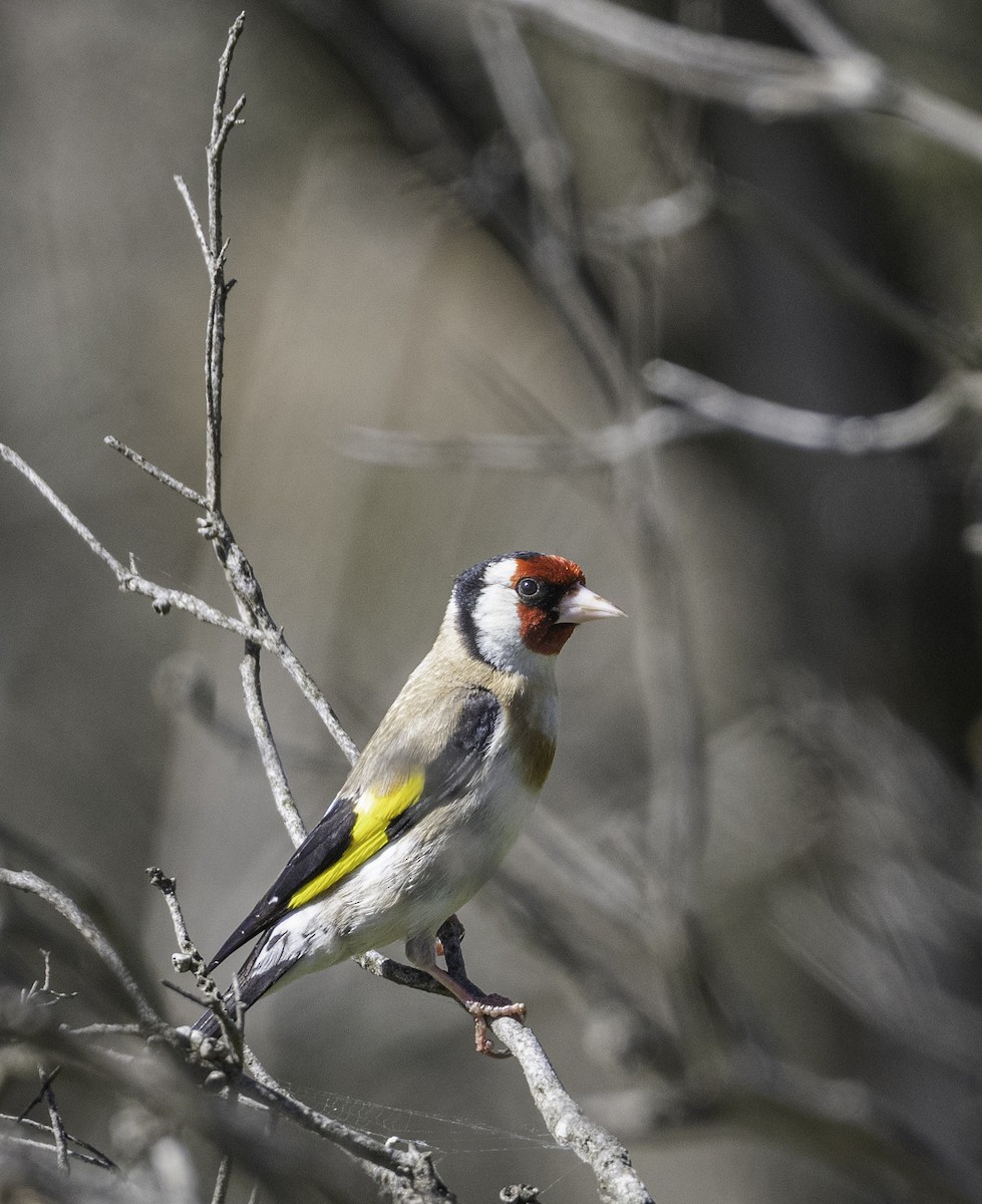 European Goldfinch - ML646283657