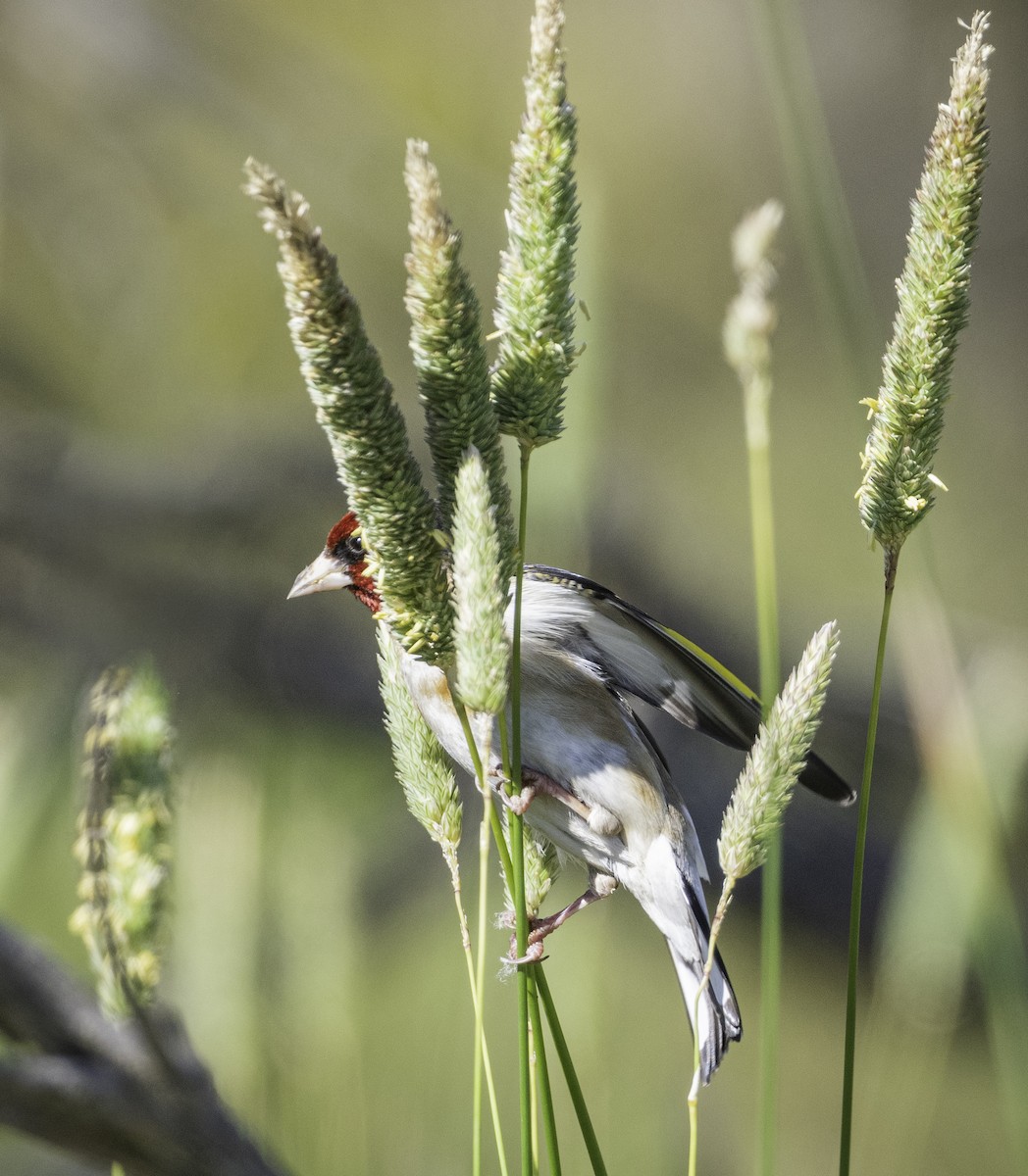 European Goldfinch - ML646283658