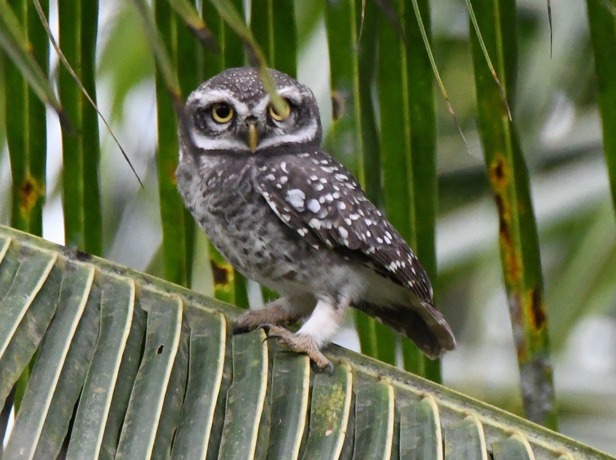 Spotted Owlet - ML646283659